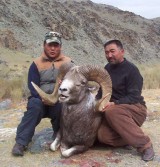 Argali sheep - Mongolia.jpg