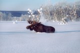 Moose Kamchatka Russia  (12).jpg