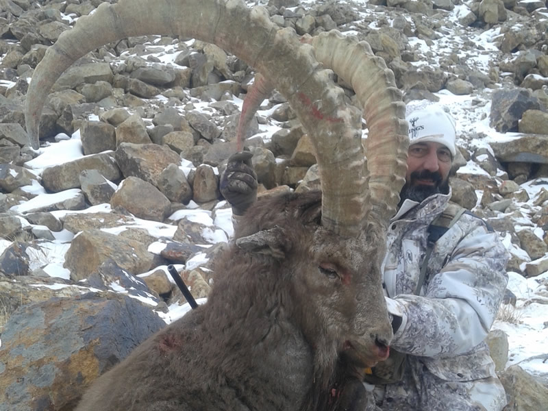 Pamir Ibex