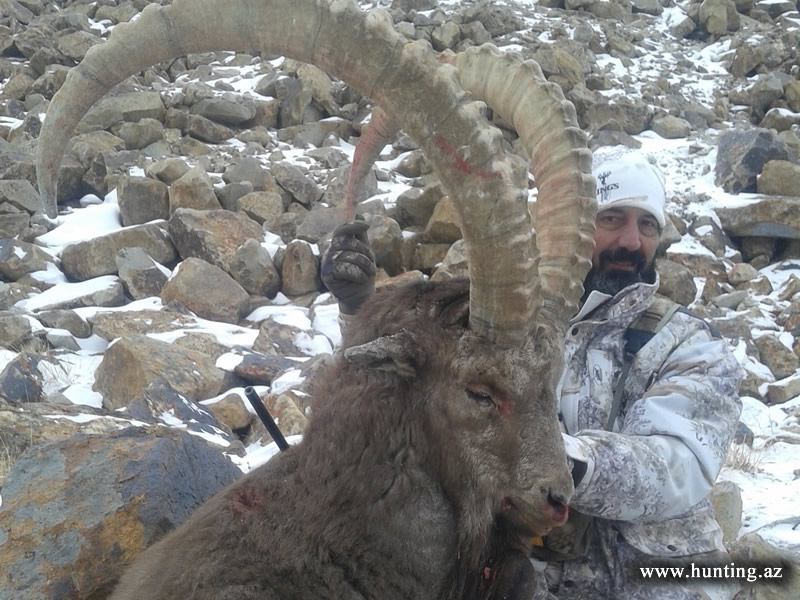 Pamir Ibex 1