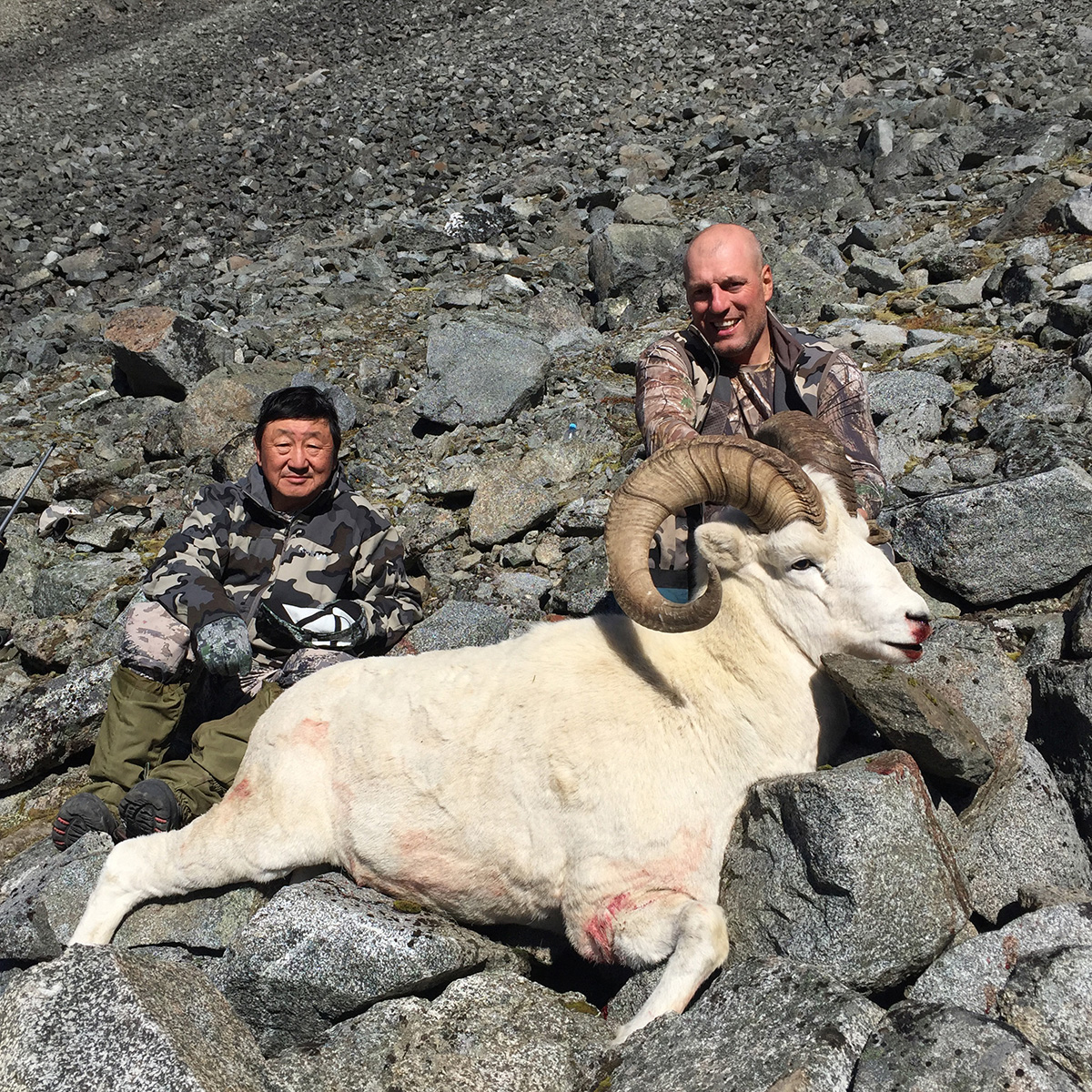 Dall sheep Alaska.jpg